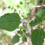 Image result for Lantana angolensis
