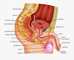 The measurement (ideal male height = eight heads) was set down during the renaissance as an idealization of the human form. Clip Art Bio Reproductive Parts Urology Human Female And Male Reproductive System Free Transparent Clipart Clipartkey