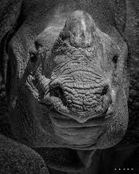 The greater one-horned rhino (sans one horn) at the Zoo. | Facebook