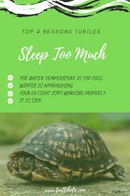 If you don't have a turtle tank filter, alter your baby turtle's water daily. Turtleholic Clear Simplified How To Guides For Pet Turtle Owners Pet Turtle Turtle Care Turtle