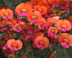 Potted plants of orange varieties of clivias in flower are available at your local nursery. Chorizema Bush Flame Plants Beautiful Flowers Australian Native Plants