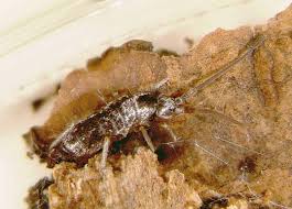 Springtail infestation can become a serious cause of concern for homeowners, particularly those who stay in areas having damp, moist weather. Springtails Ohioline