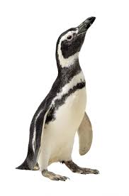 Image result for penguin