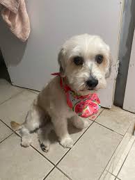 Lost Maltese dog in Hackensack, New Jersey