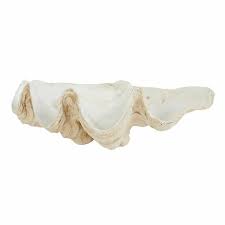 Maybe you would like to learn more about one of these? Clam Deco Bowl Freedom