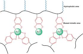 Or graph.adhesion() graph.vertex_connectivity() or graph.cohesion() Biomimetic Approach To Tunable Adhesion Of Polyurethane Adhesives Through Fe3 Crosslinking And Hydrophobic Tween Units With Balance Of Adhesion Cohesion Forces Sciencedirect