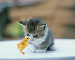  Pengen Bawa Pulang Binatang Binatang Lucu Kucing Lucu