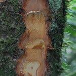 Image result for Anthonotha macrophylla