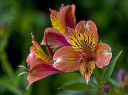 Pin By Tough Love Studio On Flowers Tattoo Ideas Inspiration Alstroemeria Flower Pictures Lily Flower