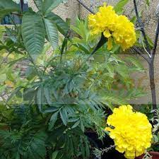 Check out our marigold flower selection for the very best in unique or custom, handmade pieces from our garlands, flags & bunting shops. Flower Seeds For Sale Flower Seed Store South Africa