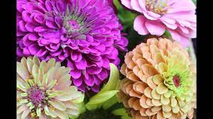Pin On Zinnia
