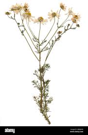 Image result for Croton polytrichus