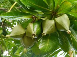The fruit of the poisonous tree is a legal metaphor that was developed by the courts of the united states of america. A Sea Poison Tree Barringtonia Asiatica Tree With Fruits Stock Photo Picture And Royalty Free Image Image 17826389