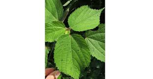 Image result for Acalypha bipartita