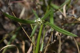 Image result for Spermacoce