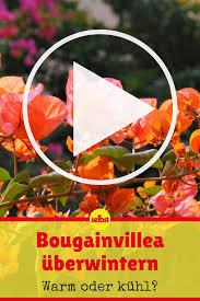 Bougainvillea Uberwintern Selbst De Bougainvillea Bougainvillea Pflanzen Pflanzen