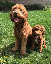 They make excellent family dogs and generally get along with. Best Types Of Goldendoodle Haircuts We Love Doodles