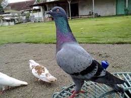 Apabila anda ingin berbisnis kuliner misalnya membuka warung makan bebek, pastikan anda bisa memasaknya dengan baik dan benar. 18 Ciri Ciri Burung Merpati Yang Berkualitas Tinggi Arenahewan Com