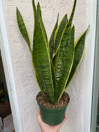 Image result for Sansevieria trifasciata
