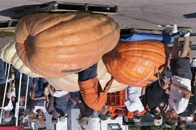 Image result for fat ass pumpkin