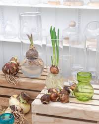 Paperwhite Amaryllis Bulbs Just Put Them In A Bit Of Water To Watch Them Start Growing Blooming With Those Beaut Amaryllis Bulbs Bulb Flowers Paperwhites