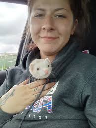 White ferret found in Williamsville. 💗