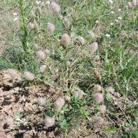 Image result for Trifolium wentzelianum