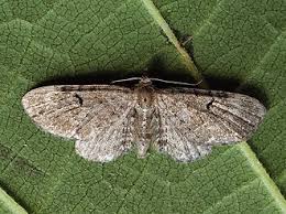 Image result for Eupithecia actaeata