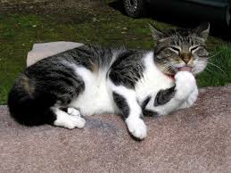 Frequent vomiting of excess hair in the cat means something is wrong. Simple Home Remedies To Reduce Cat Hairballs One Green Planet