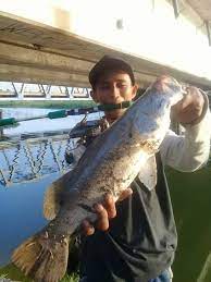 Teknik ini dilakukan dengan spot rumpon yang tidak dijangkau oleh joran. Mancing Kakap Putih Di Sungai Sekampung Mancing Mania Sukapura ÙÙŠØ³Ø¨ÙˆÙƒ