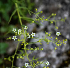 Image result for Thesium megalocarpum