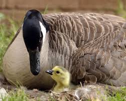 Do Geese Lay Fertile Eggs When Kept In Captivity? - Quora
