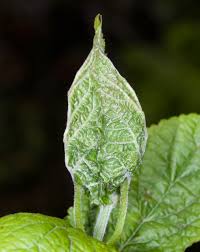 Image result for Hunteria myriantha