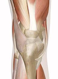 There are over 630 muscles in the human body; Muscles Of The Knee Anatomy Pictures And Information