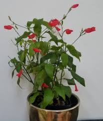 Image result for Ruellia brevifolia