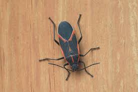 So, electronic bug repellents are what our investigative report is about. Why Do Boxelder Bugs Come Back In Spring Griffin Pest Control