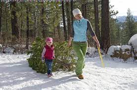 It isn't nearly as hard or intimidating as you may think! This Is Where To Cut Your Own Christmas Tree Nymetroparents