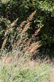 Image result for Sorghastrum nudipes