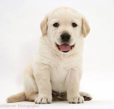 Goldador Puppy Cute Baby Dogs Lab Puppies Cute Dogs