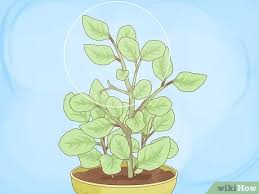 Herb gardening should be an enjoyable task, after all. How To Grow Basil Cuttings Quick And Budget Friendly Steps To Start Your Herb Garden