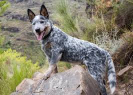 Greater swiss mountain dogs puppies for sale. Australian Cattle Dog Puppies Animal Kingdom Puppies N Love