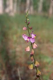 Image result for Polygala arenaria