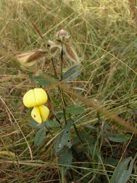 Image result for Crotalaria calycina