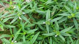 Image result for Oldenlandia corymbosa