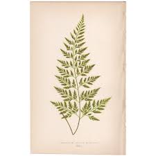 Image result for Asplenium adiantum-nigrum