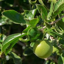 Image result for Dovyalis lucida