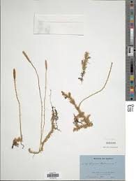 Image result for Huperzia afromontana