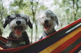 Four paws pet hotel & resort, fort collins, colorado. Award Winning Dog Boarding In Santa Rosa Ca Four Paws Pet Ranch