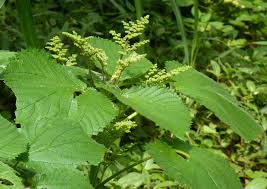 Image result for Laportea aestuans