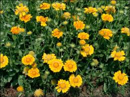 We did not find results for: Plant Id Flowers And Foliage Blanket Flower Florida Master Gardener Volunteer Program University Of Florida Institute Of Food And Agricultural Sciences